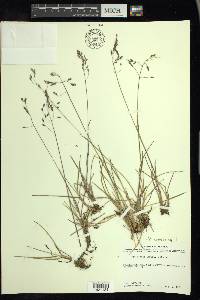 Poa arctica image