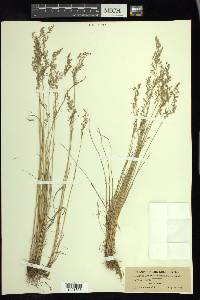 Poa nemoralis image