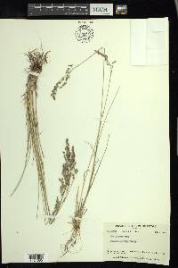 Poa glauca image