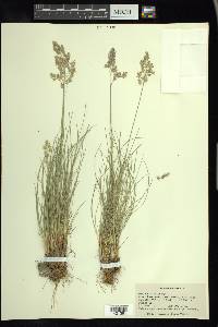 Poa cusickii image