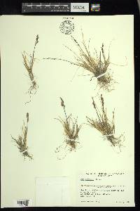 Poa hartzii image