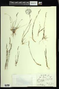 Poa glauca image