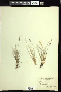 Poa glauca image