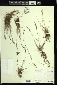 Poa arctica image