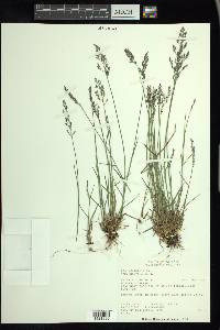 Poa nemoralis image