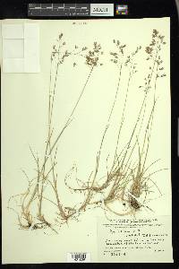 Poa arctica image