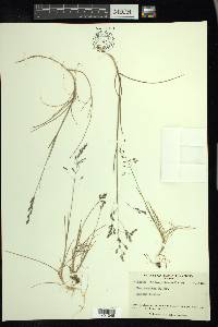 Poa arctica image