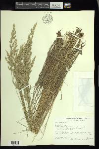 Poa arida image