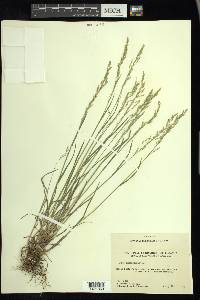 Poa nemoralis image