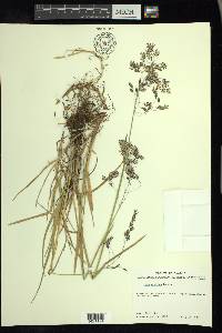 Poa arctica image