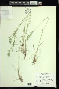 Poa bulbosa image