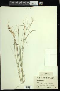 Poa glauca image