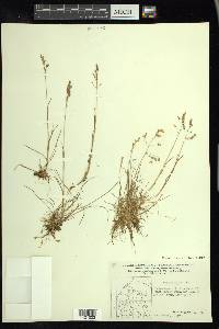 Poa arctica image