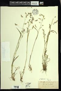 Poa leptocoma image