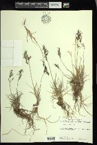 Poa arctica image