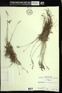 Poa arctica image