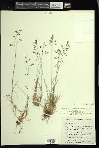 Poa arctica image