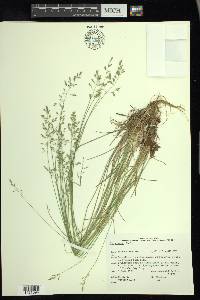 Poa glauca image