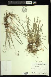 Poa arctica image