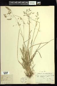 Poa cuspidata image