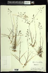 Poa arctica image