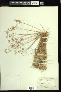 Poa arctica image