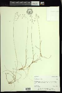 Poa arctica image