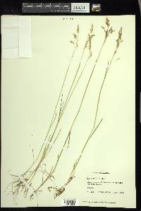 Poa arctica image