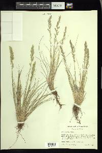 Poa cusickii image