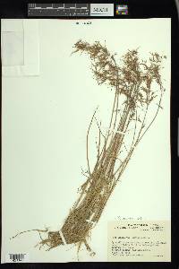 Poa arctica image