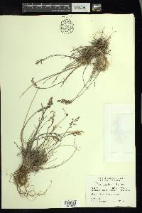 Poa arctica image