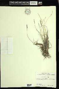 Poa arctica image