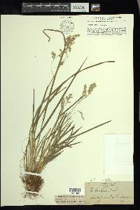 Poa cuspidata image