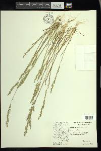 Poa bigelovii image