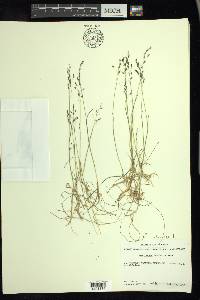 Poa arctica image