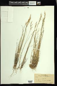 Poa nemoralis image