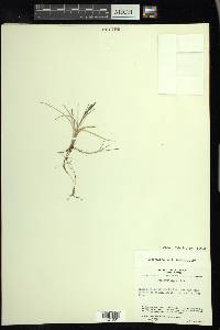 Poa arctica image