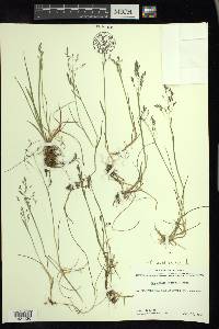 Poa arctica image