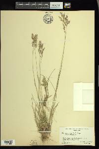 Poa nervosa image