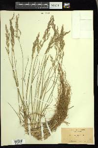 Poa glauca image