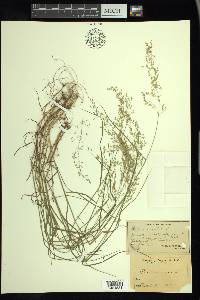 Poa nemoralis image