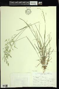 Poa wheeleri image