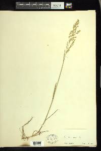 Poa trivialis image