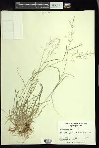 Poa sylvestris image