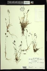 Poa paucispicula image