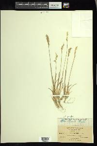 Poa pringlei image