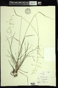 Poa sylvestris image