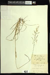 Poa sylvestris image