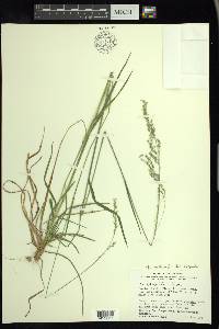 Poa saltuensis image