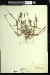 Polypogon fugax image